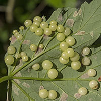 gall Pediaspis aceris